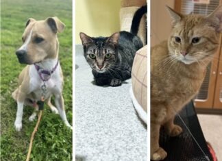 three different pictures of cats and dogs on a leash